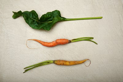 FORESTIS Food Ackergemuese