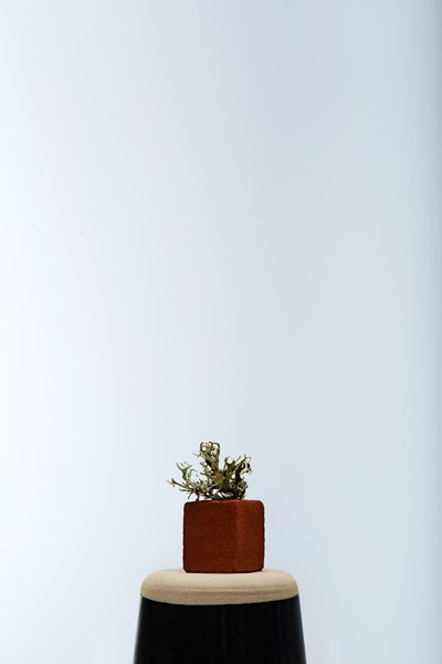 FORESTIS Food Praline