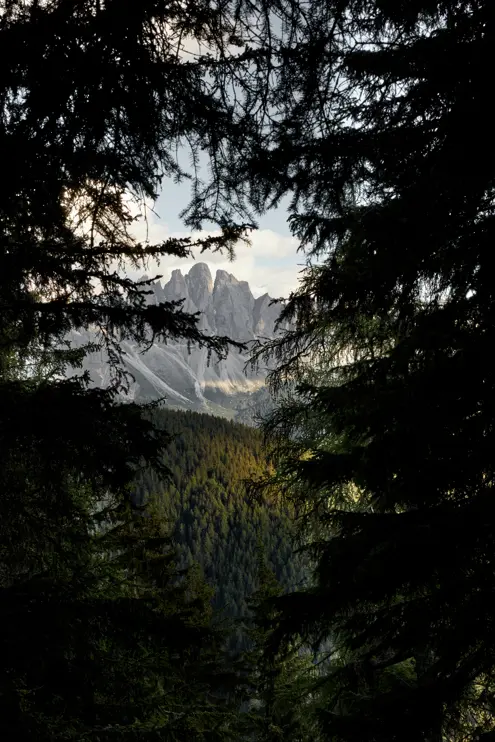FORESTIS Wald 4