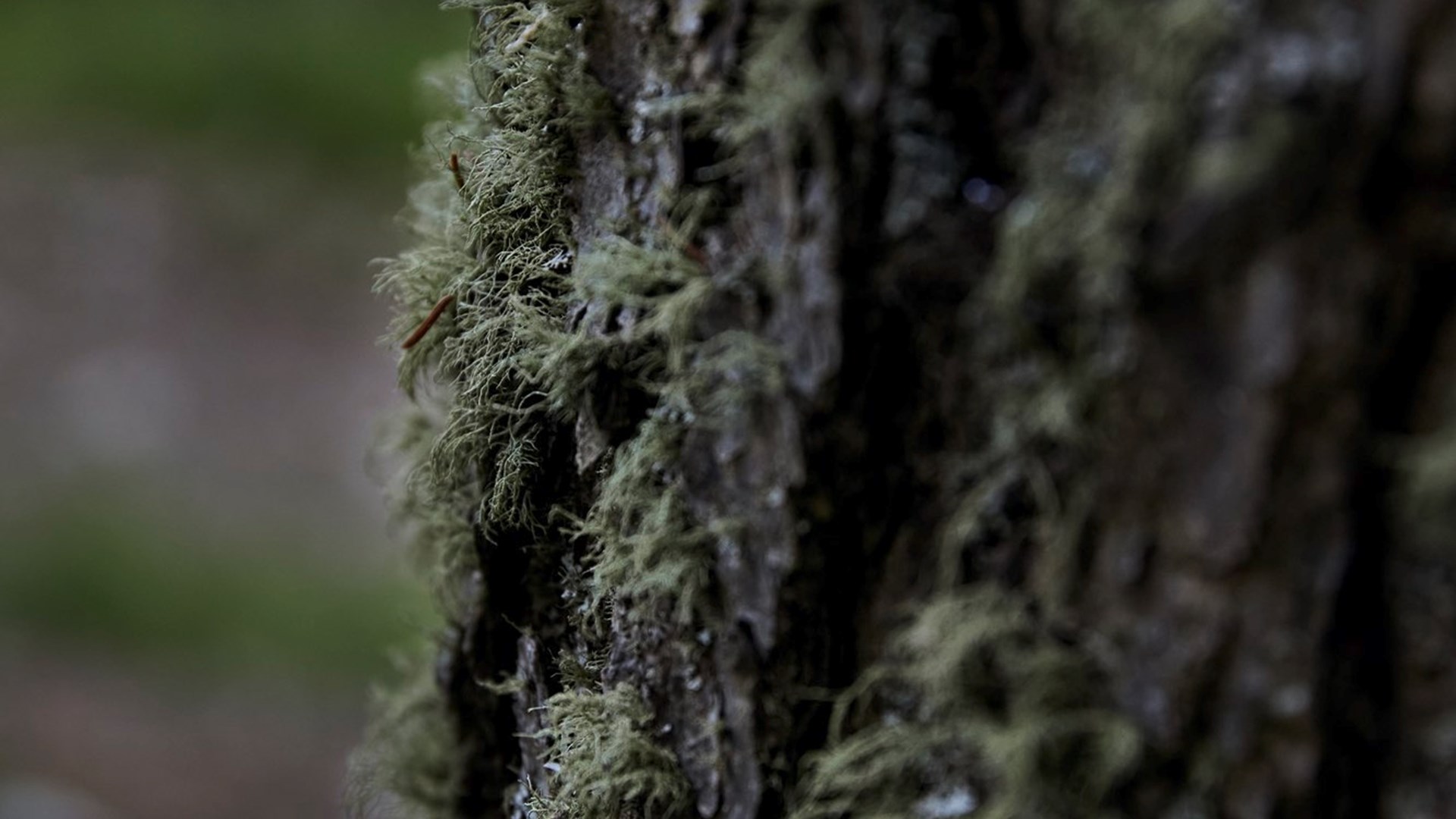 FORESTIS Aussenansicht Winter