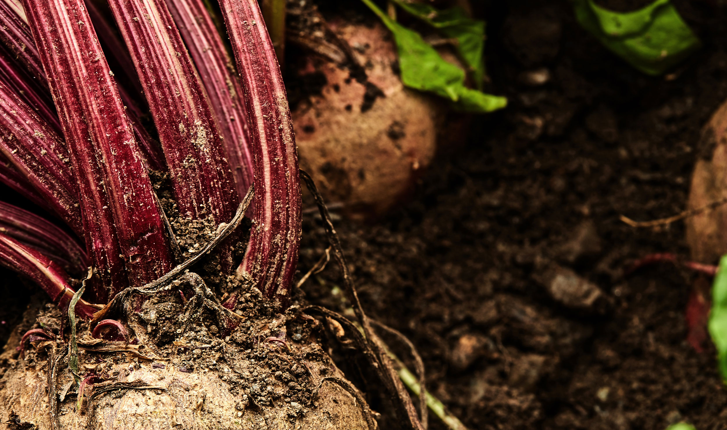 FORESTIS Food Header