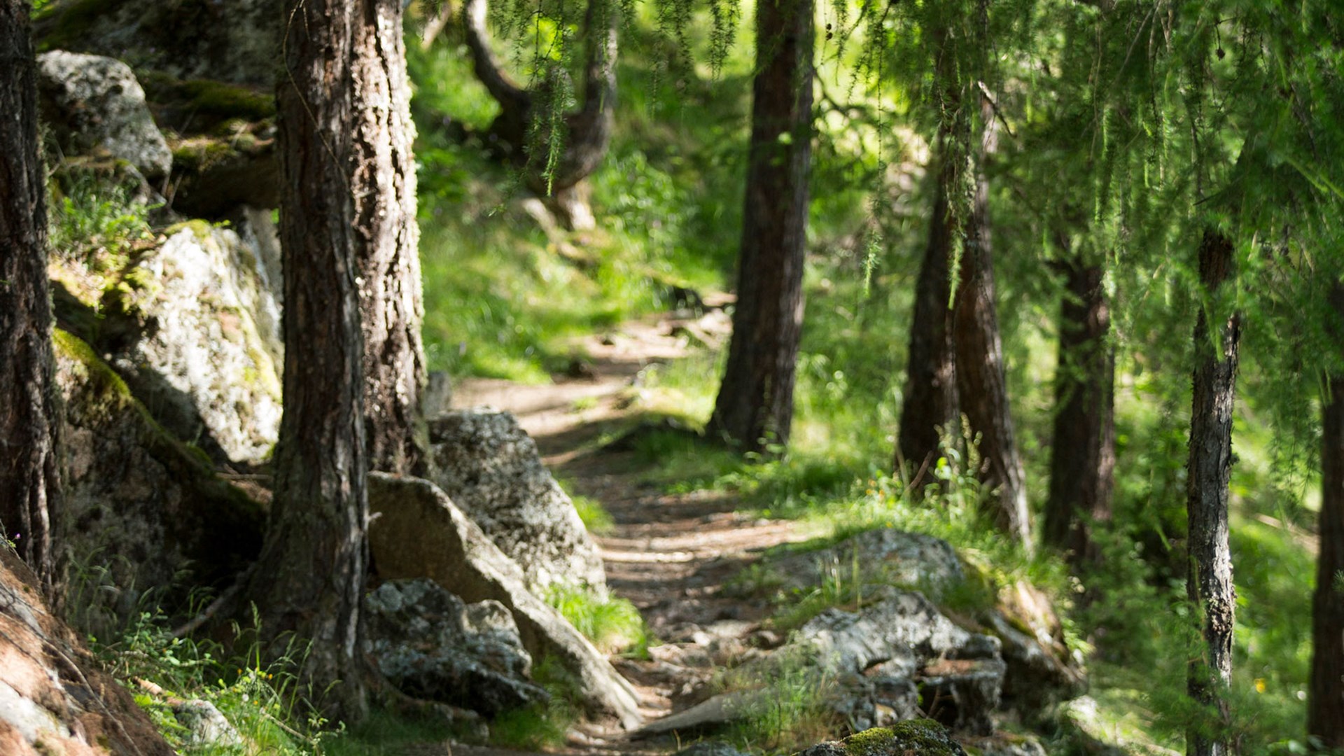 FORESTIS Future Walk