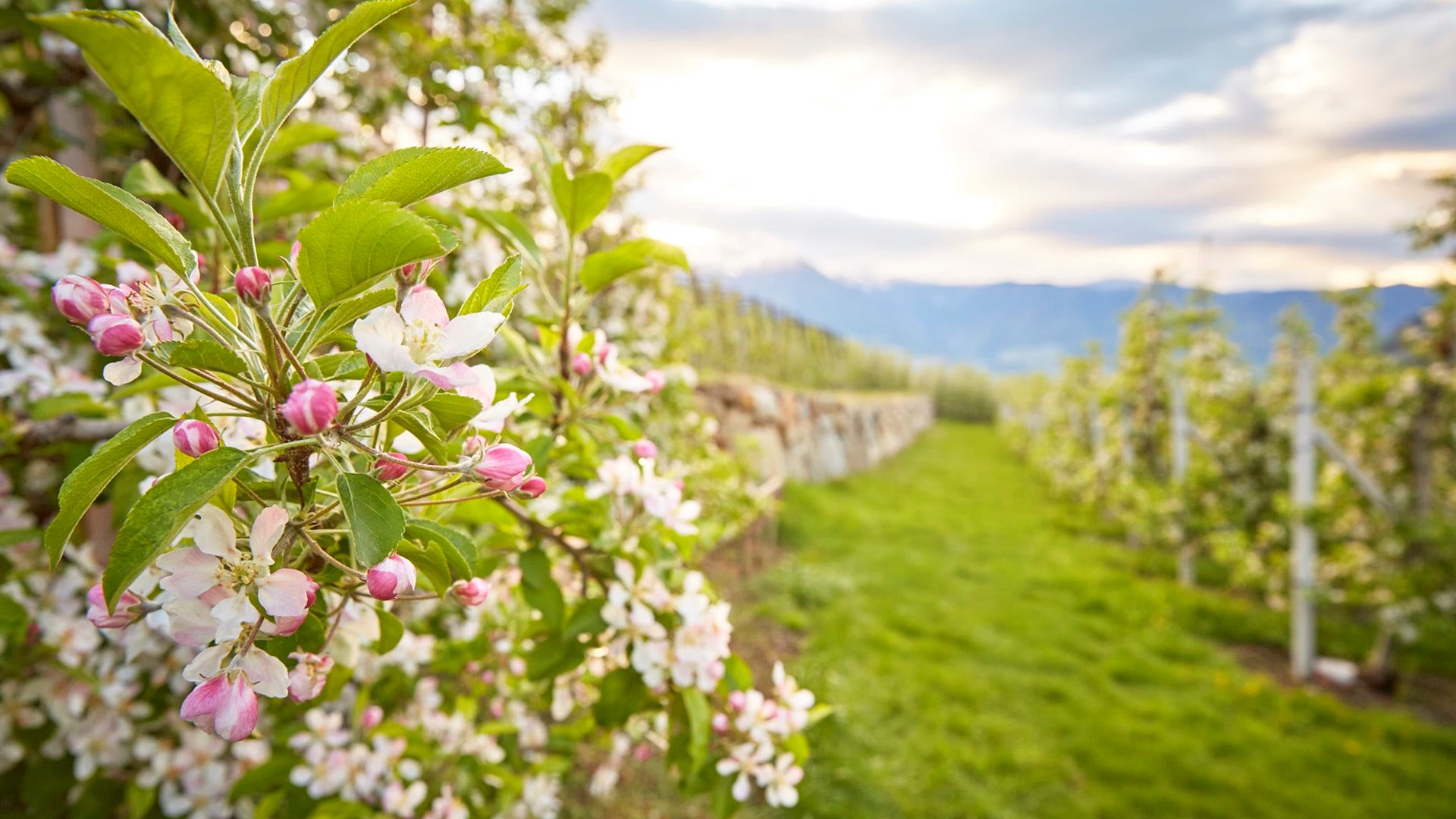 FORESTIS Fruehling