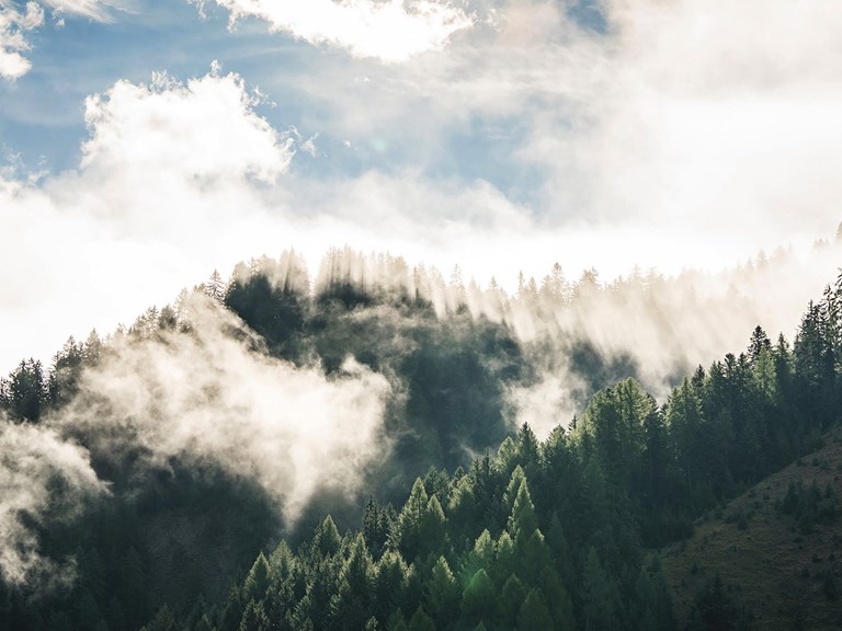 Die Geschichte einer wundersamen Entdeckung