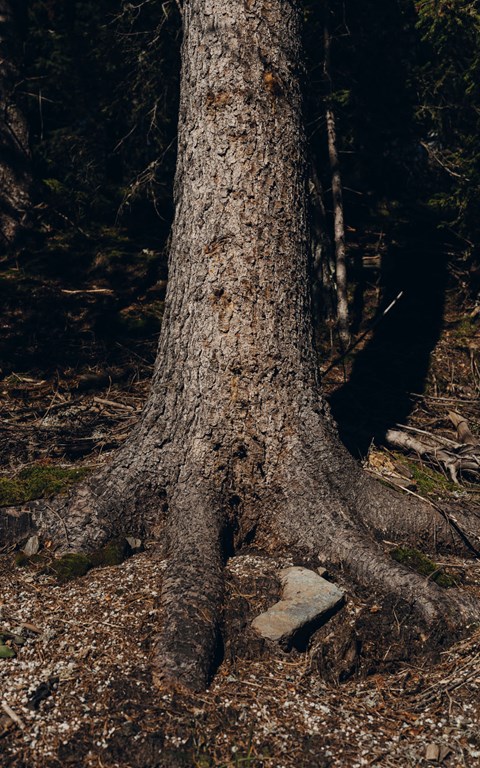 Forestis Dolomites Luxury Hotel