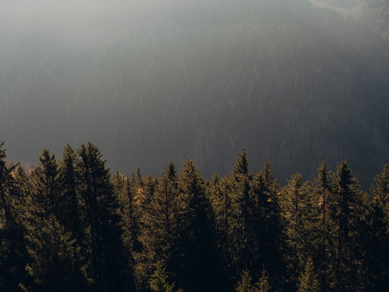 Forestis Dolomites Luxury Hotel