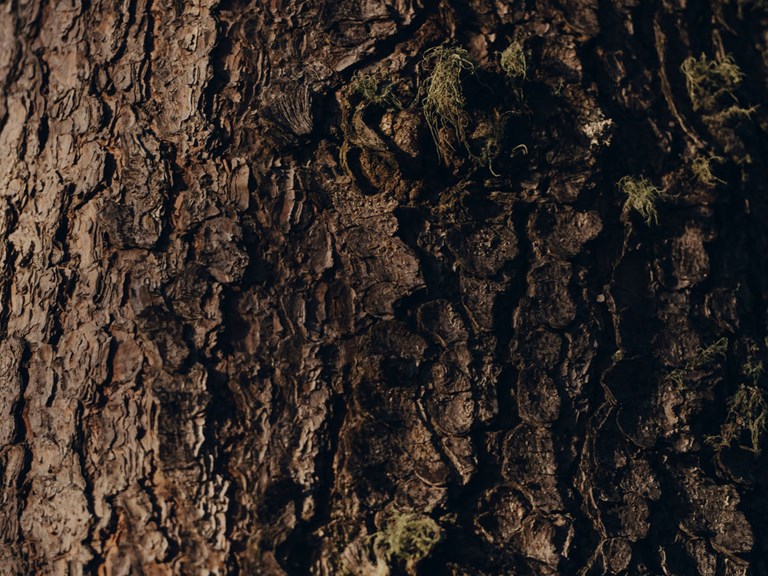 Forestis Dolomites Luxury Hotel