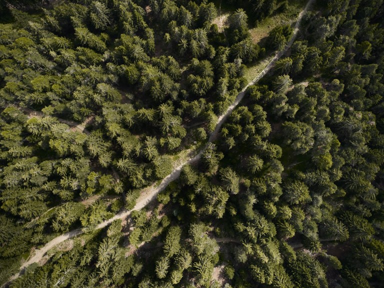 FORESTIS Nature