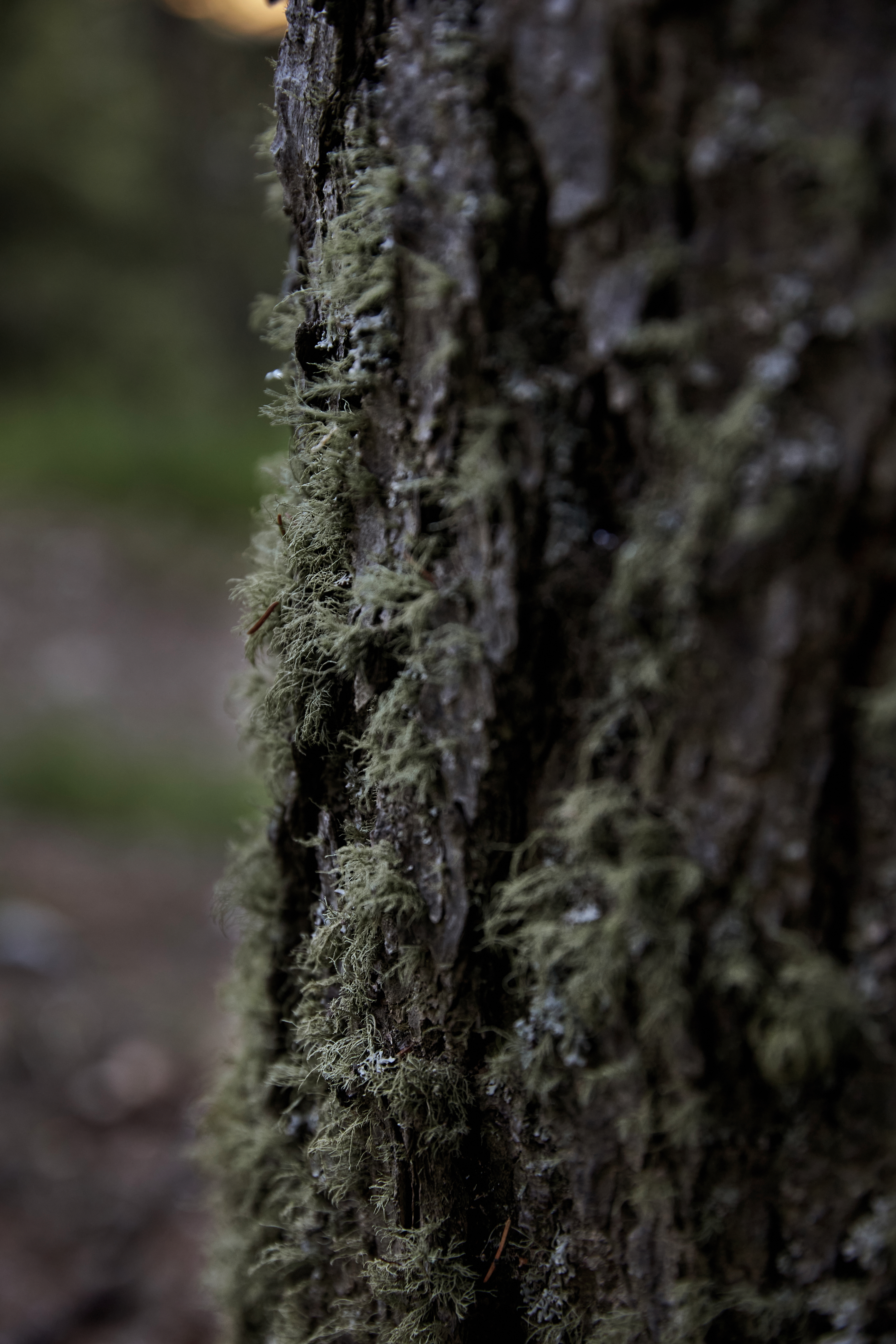 FORESTIS Wald 5