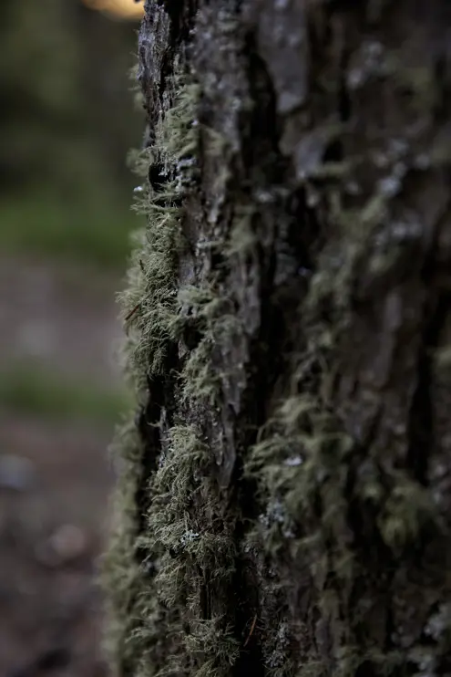 FORESTIS Wald 5