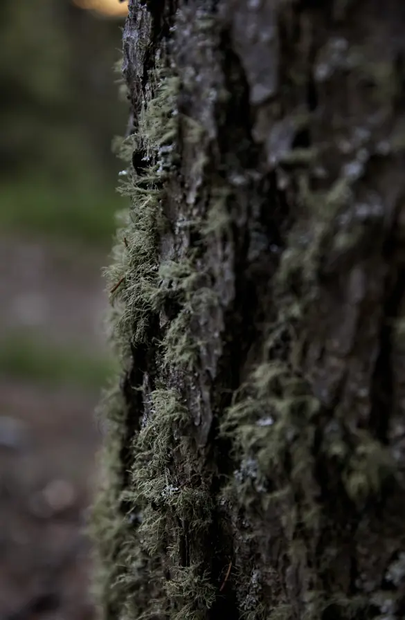 FORESTIS Wald 5