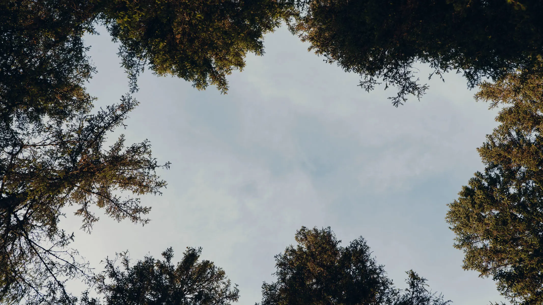 The spruce canopy photographed straight up, ragged crowns closing in from every side around an opening of pale cloud.