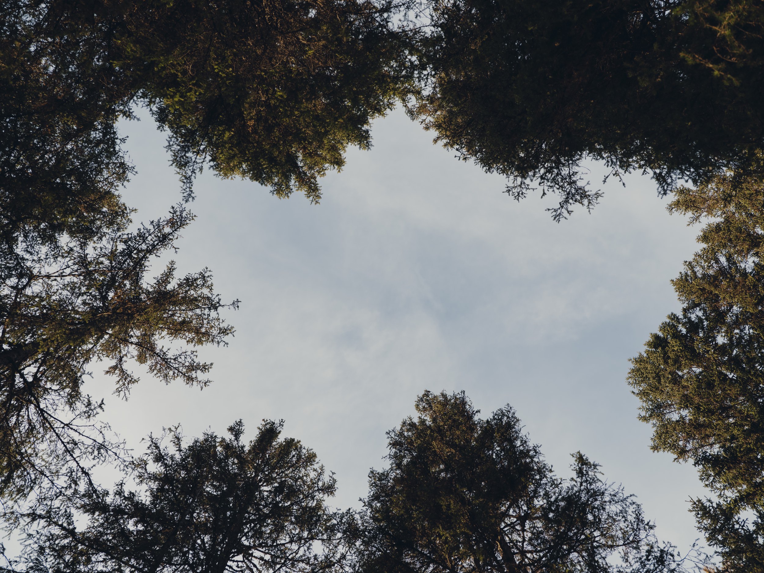 FORESTIS-Nature-2025-2.jpg