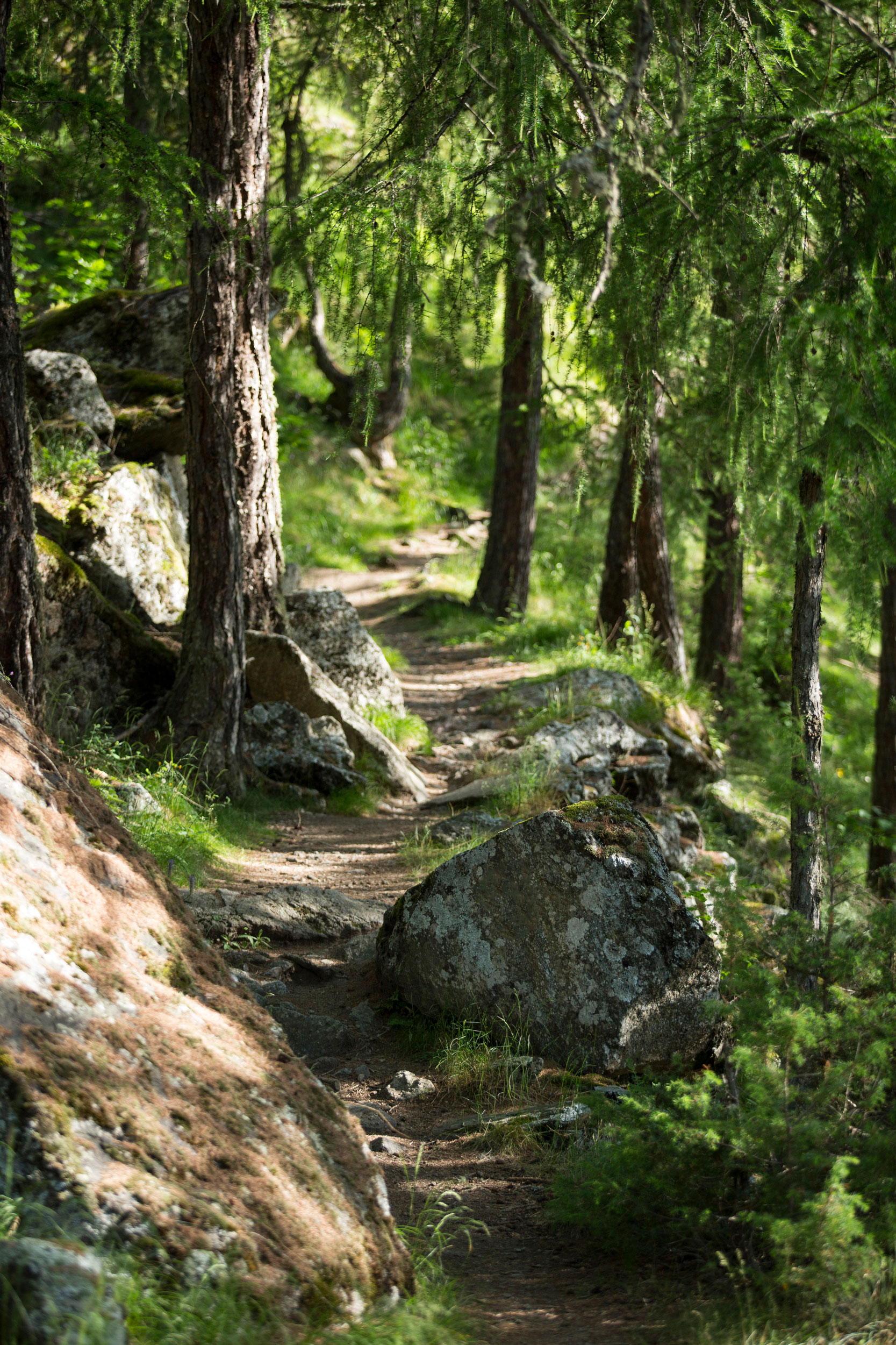 FORESTIS Future Walk