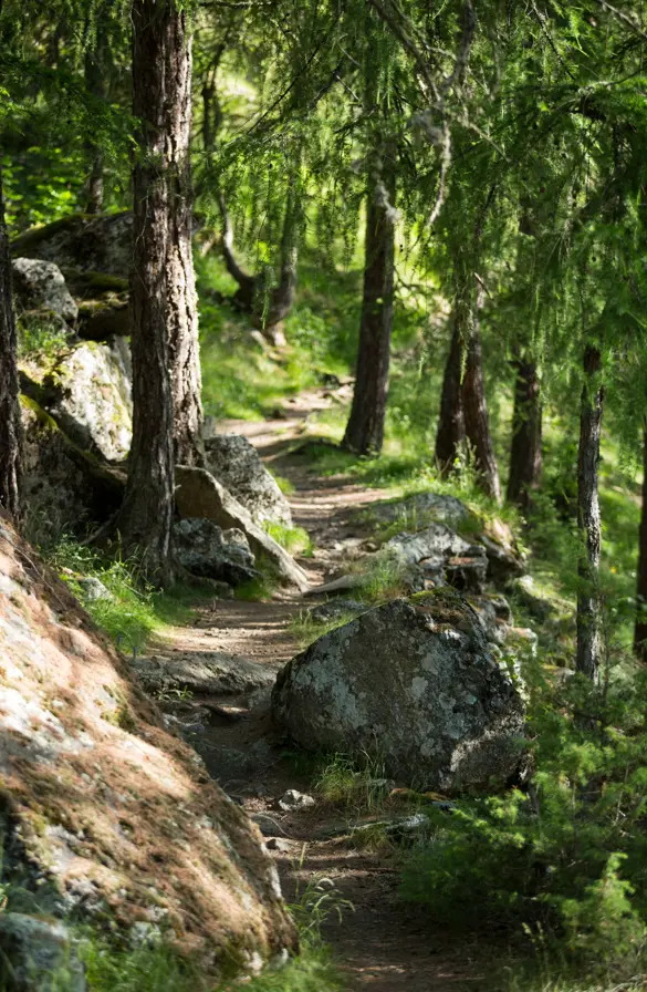 FORESTIS Future Walk