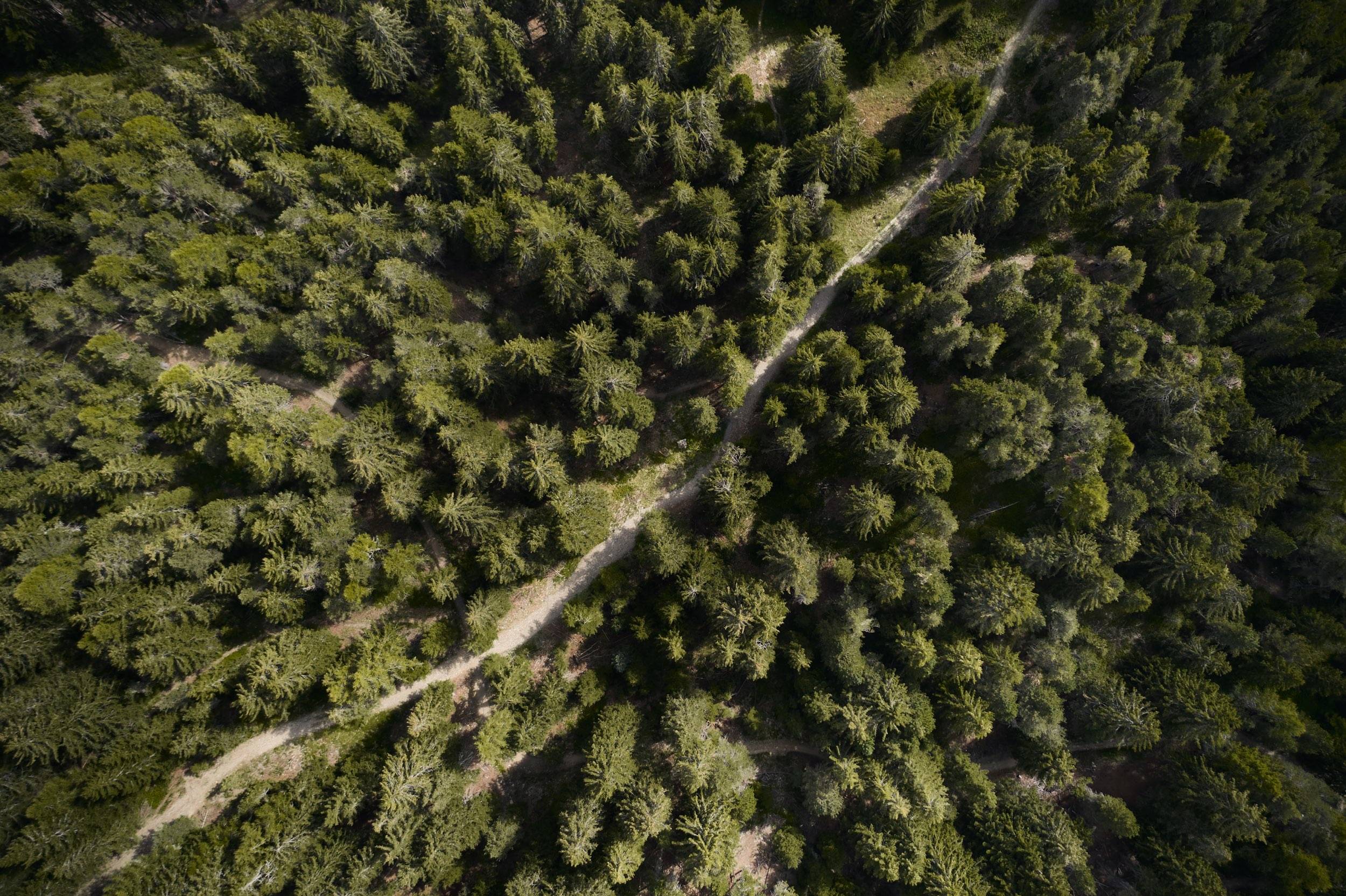 FORESTIS Nature 35