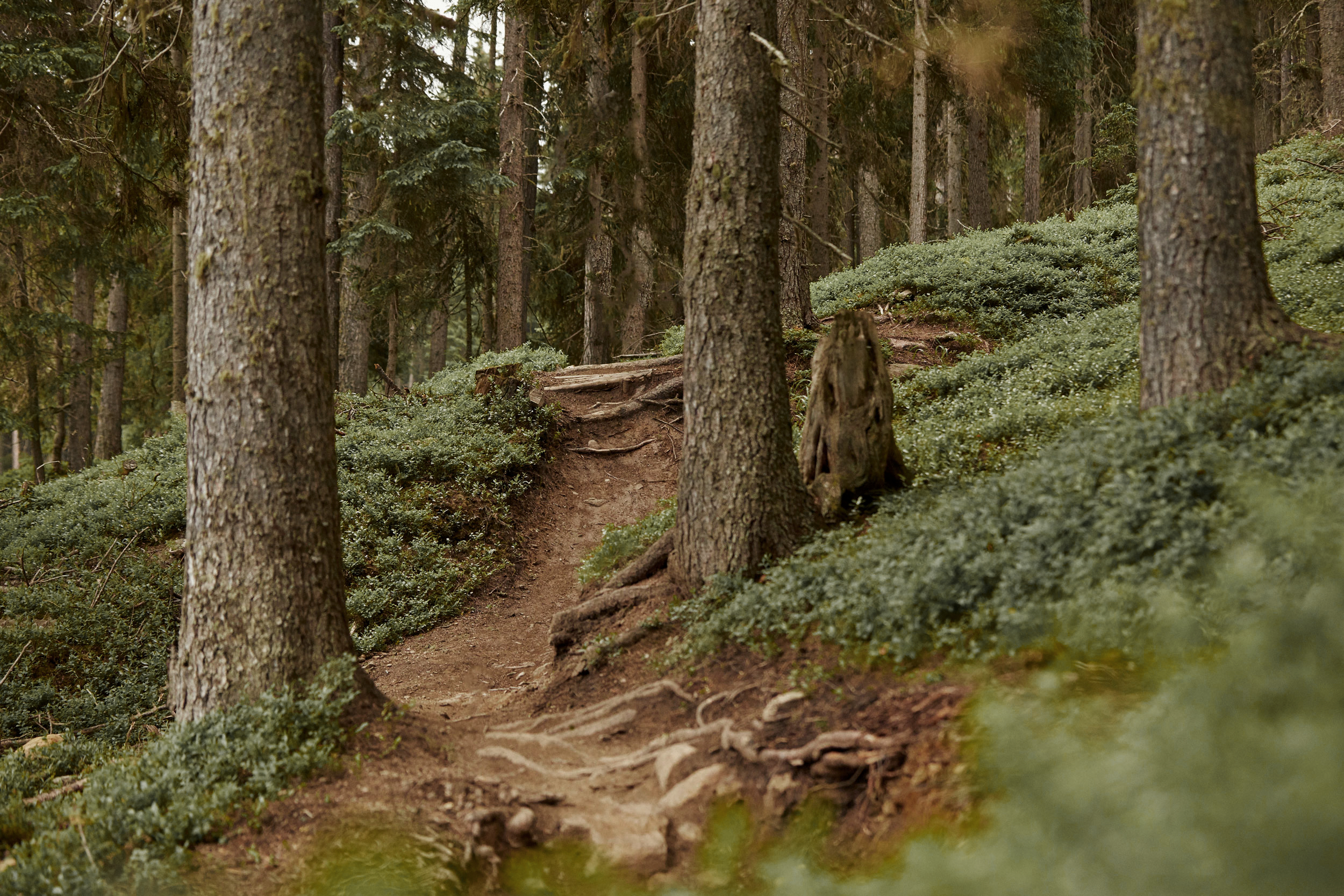 FORESTIS Bike (1)