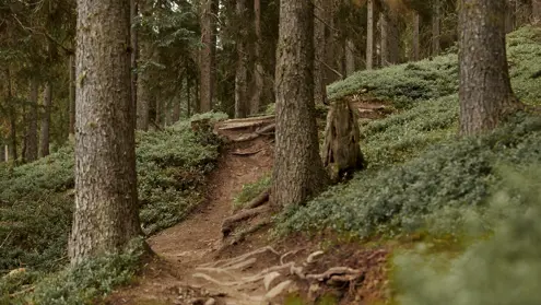 FORESTIS Bike (1)