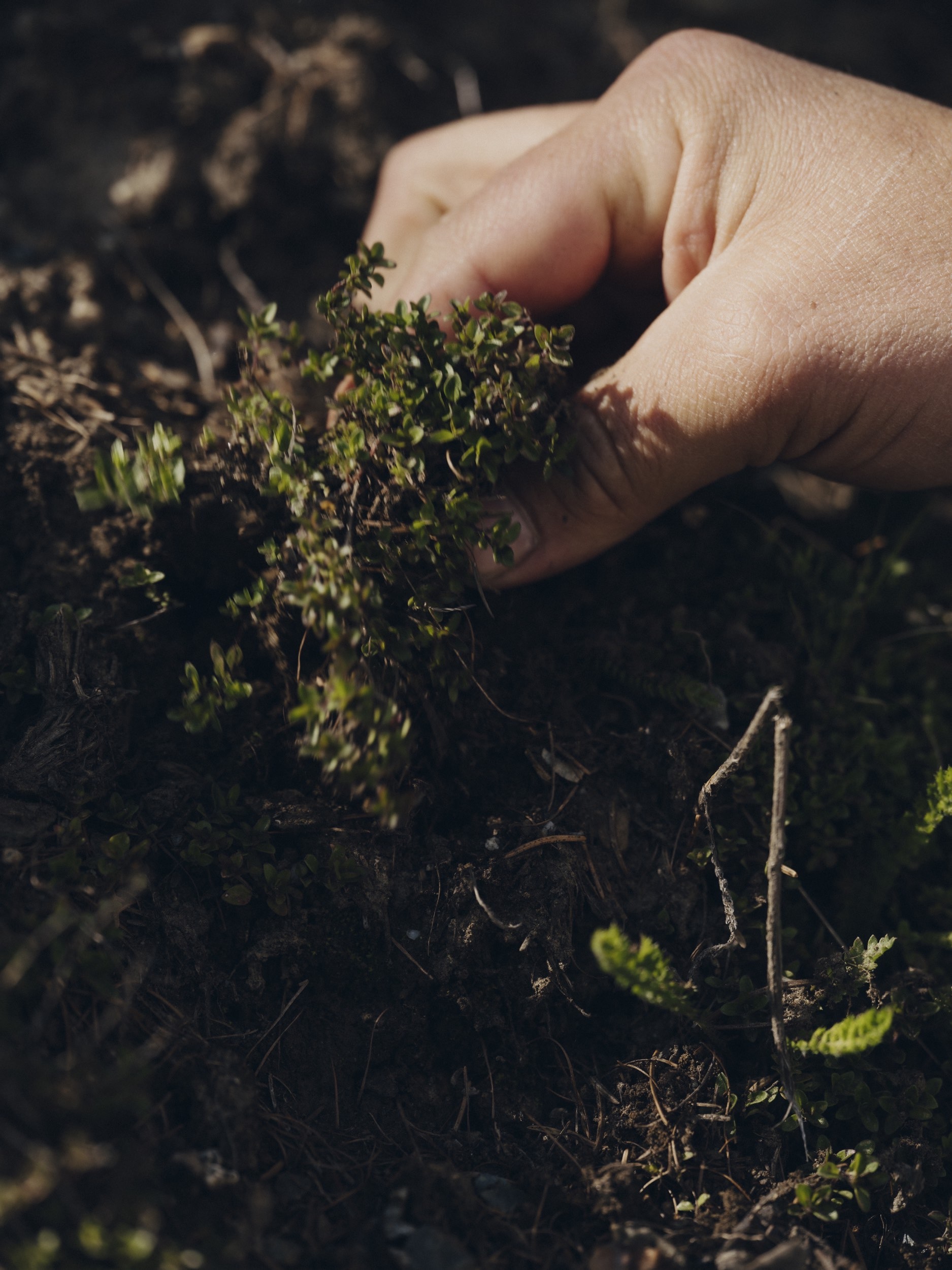 yera-details-7.jpeg