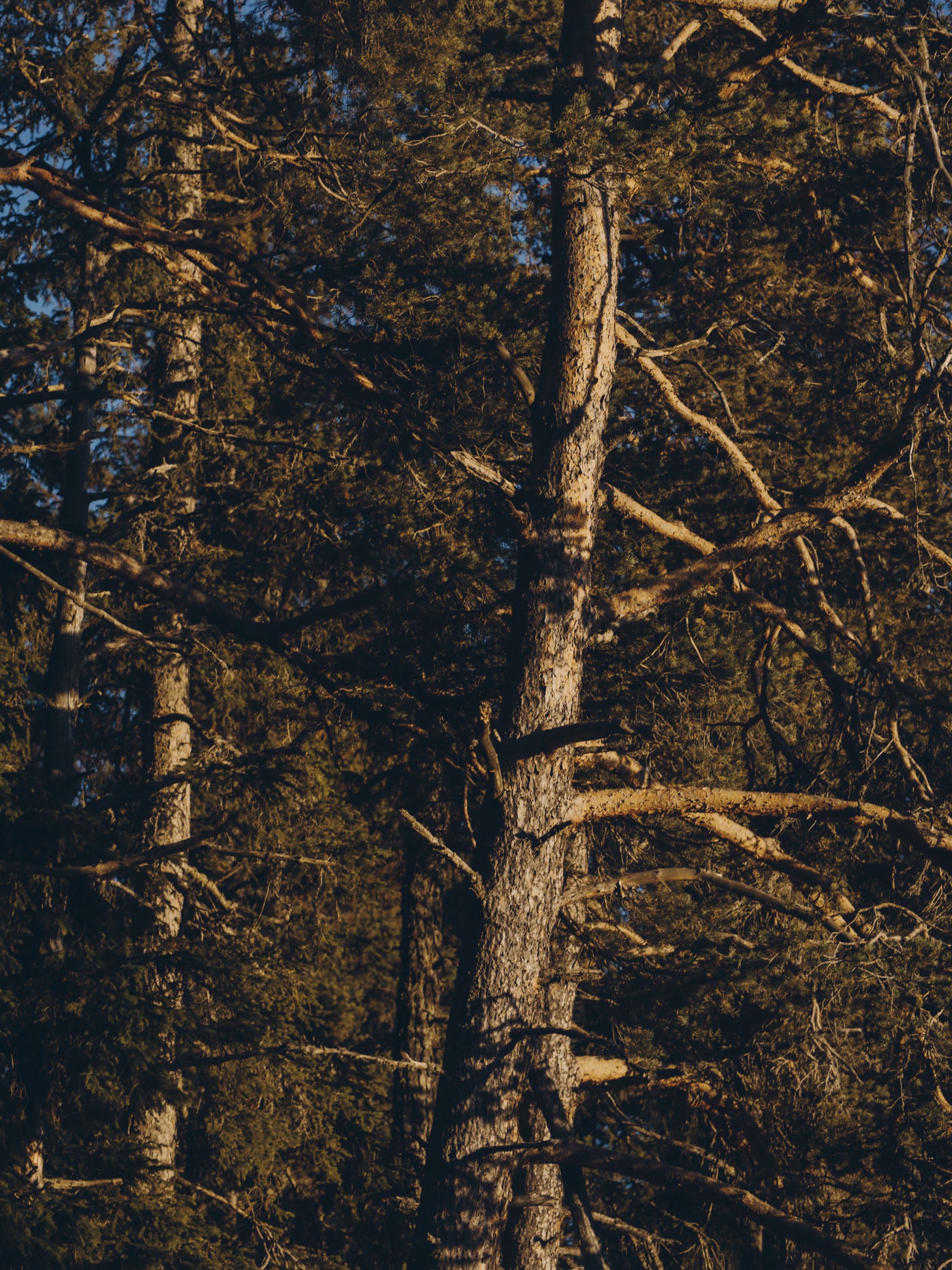 FORESTIS-Nature-2025-27.jpg