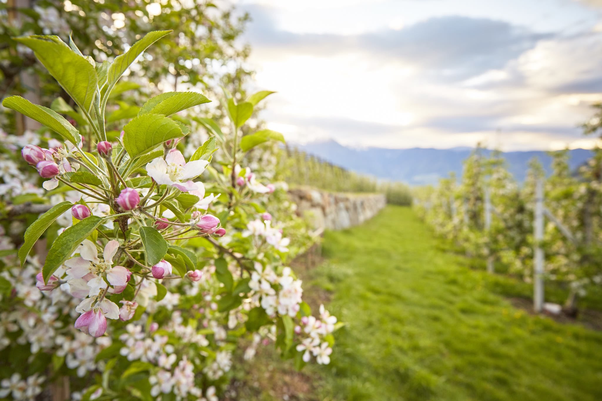 FORESTIS Fruehling