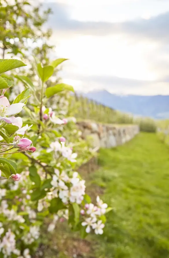 FORESTIS Fruehling