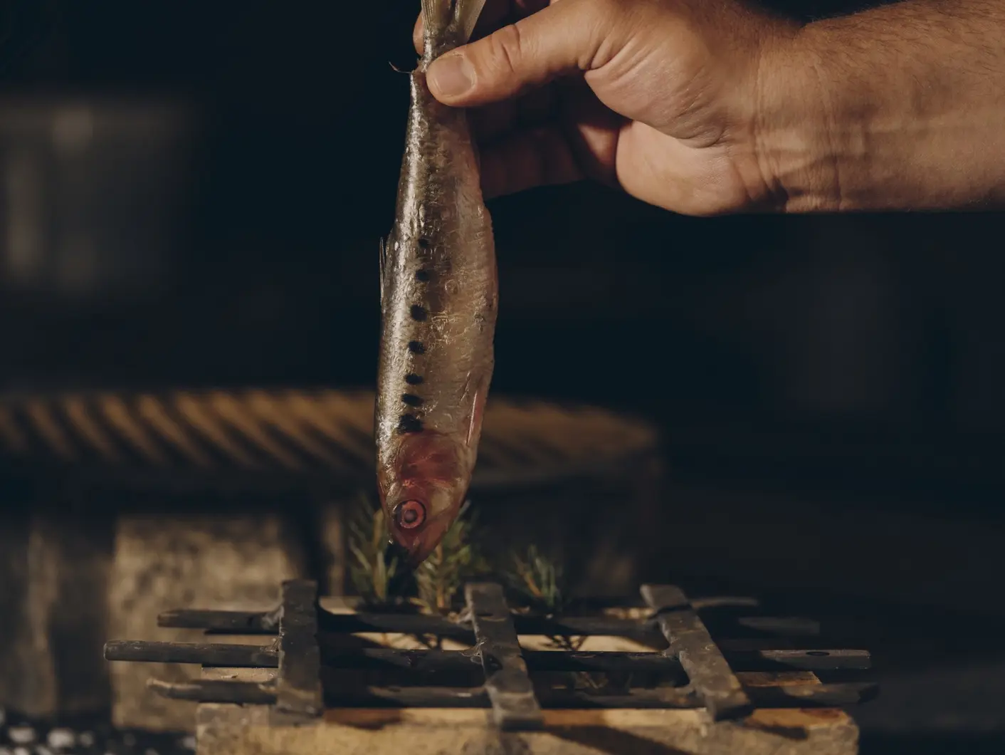 A cook holding a whole small fish by the tail above an open fire grill, a second fish already laid on sprigs of rosemary across the iron bars below.