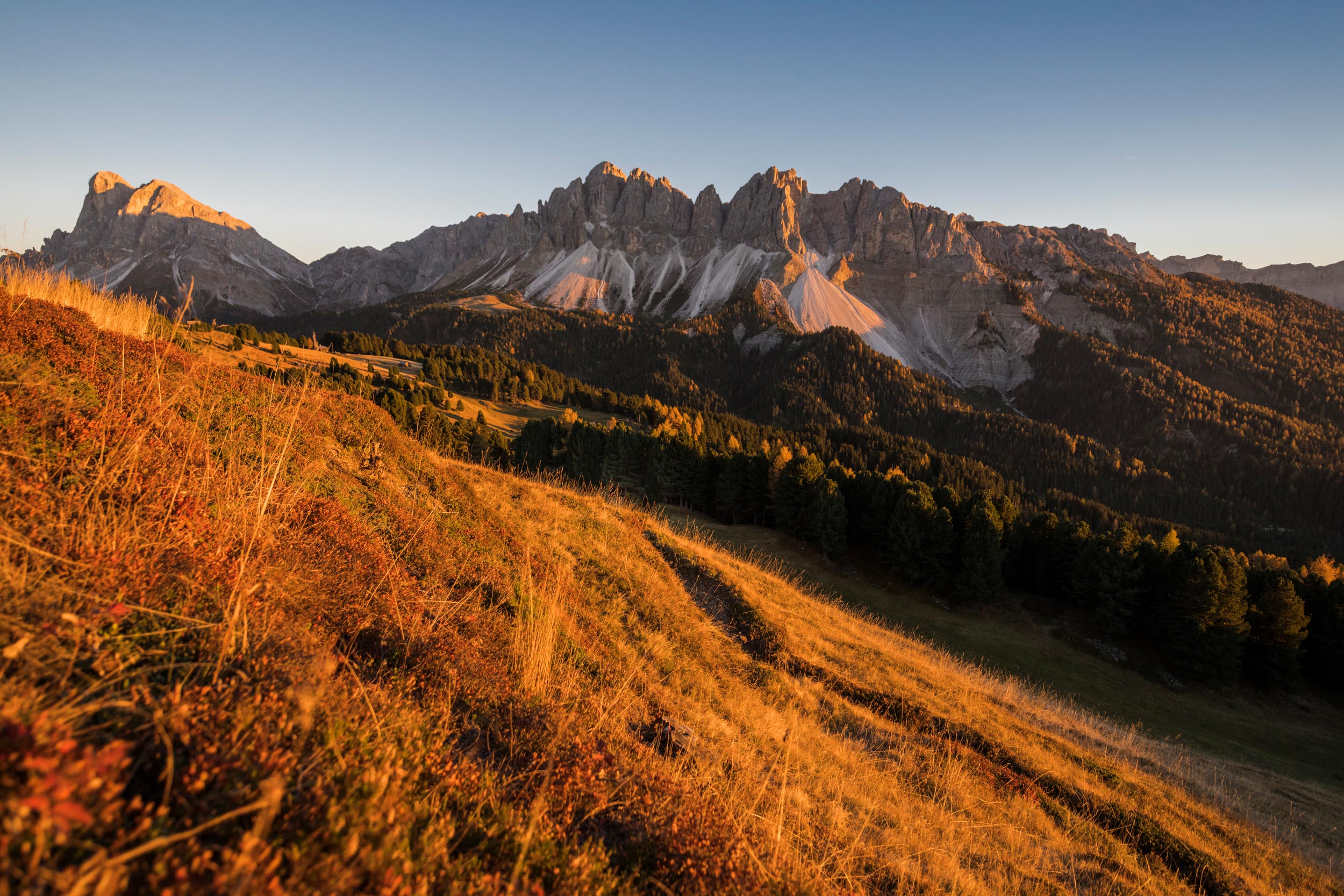 FORESTIS Herbst