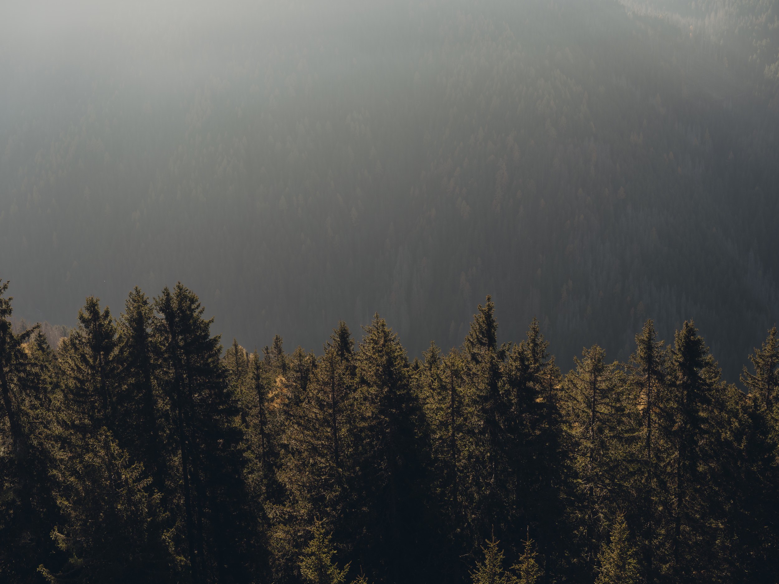 FORESTIS Nature 2025 22