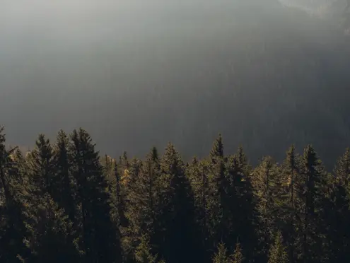 FORESTIS Nature 2025 22