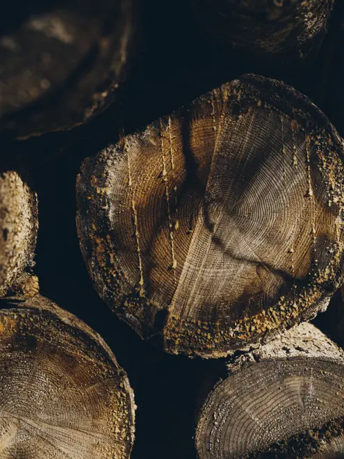 FORESTIS Close up wood